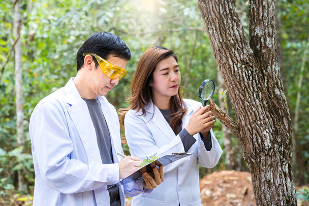 Los científicos están estudiando especies vegetales de árboles. Científico masculino y femenino mirando la hoja por lupa en el bosque. Científicos están examinando árboles en el bosque
. - Foto, imagen