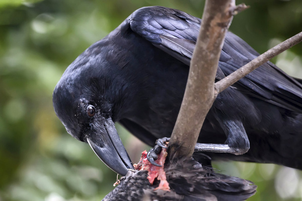 Raven eating carrion - Photo, Image
