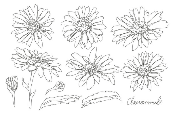 Decorative hand drawn chamomile flowers set, design elements. Can be used for cards, invitations, banners, posters, print design. Continuous line art style - Vektori, kuva