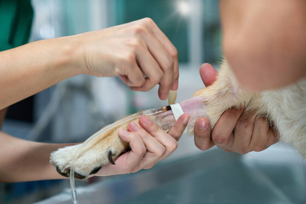 Dierenarts die Shiba inu-hond injecteert in de dierenkliniek. Patiënten worden gevaccineerd. De dierenarts prikt de naald met een zoutader.. - Foto, afbeelding