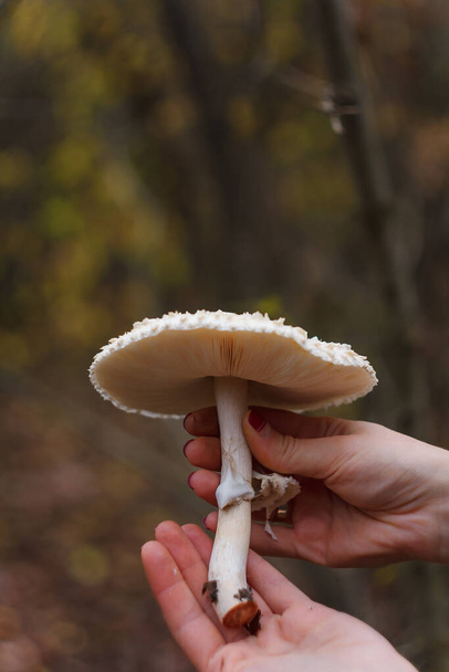 As mãos de colhedores de cogumelos femininos que mantêm o cogumelo de champignon de redução no contexto florestal embaçado. Tiro vertical, espaço de cópia
. - Foto, Imagem