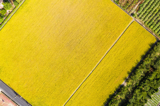 widok z lotu ptaka gospodarstwa z ryżem lub warzywami na Tajwanie - Zdjęcie, obraz