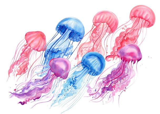 Medúzy plavou. složení s medúzami na bílém pozadí izolované. Obrázek barvy akvarelu - Fotografie, Obrázek