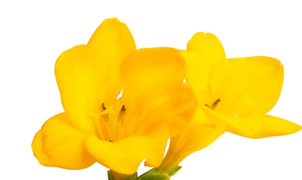 Жовті квіти фрезії ізольовані на білому тлі
 - Фото, зображення