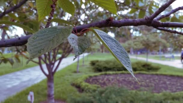 Pohled přes větev s listím do parku ve městě - Záběry, video