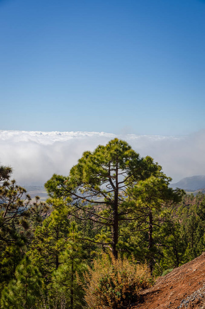 Mar de nubes en el Parque Nacional El Teide, Tenerife. Islas Canarias. España
. - Foto, Imagen