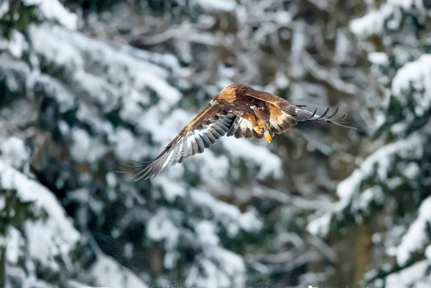Lähikuva muotokuva Golden Eagle lentää luonnonympäristössä, talvella, Aquila chrysaetos. - Valokuva, kuva
