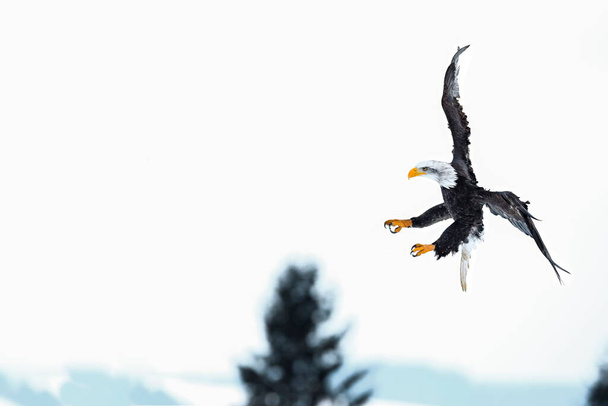 Большая сильная летающая хищная птица с белой головой в зимнее время, снежный лес на заднем плане. Лысый Орел, символ США, Haliaeetus leucocephalus
. - Фото, изображение