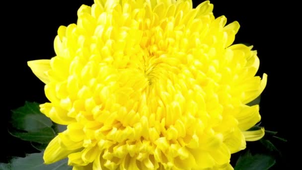 Tijd verstrijken van mooie gele chrysant bloem Opening tegen een zwarte achtergrond. - Video
