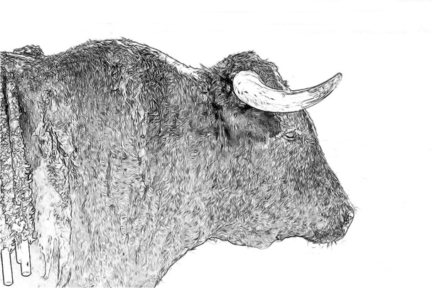 rajz faszén fehér vászon bika - Fotó, kép
