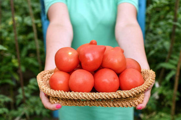 Organik seradan taze domates tutan bir kız. Seçici odak. - Fotoğraf, Görsel