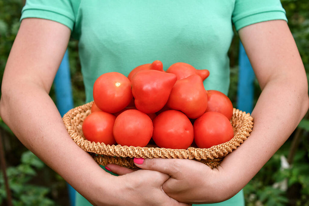 Girl holding fresh ripe tomatoes from organic greenhouse. Selective focus. - Photo, Image