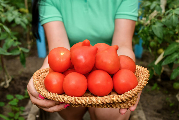 有機温室から新鮮な熟したトマトを持っている女の子。選択的焦点. - 写真・画像