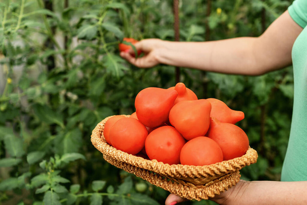 Chica recogiendo tomates maduros frescos de invernadero orgánico. Enfoque selectivo
. - Foto, imagen