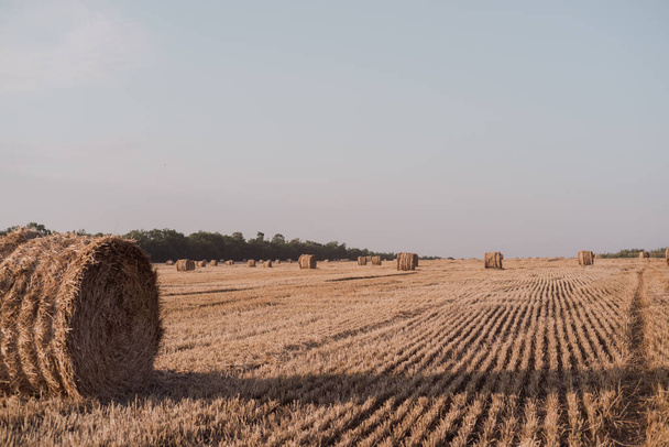 A round twisted straw haystack in a field. Orange mown wheat field. Haystack. A circle of straw. - Foto, Bild