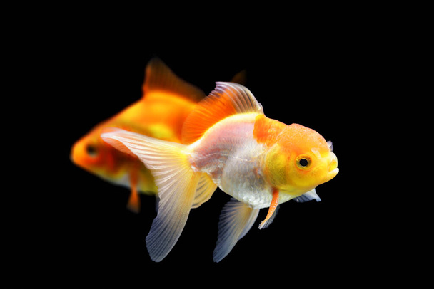 Dois peixes dourados num fundo preto. Peixe-dourado isolado sobre fundo preto. Peixe-dourado isolado sobre fundo preto. Tailândia
. - Foto, Imagem