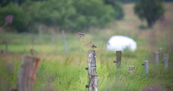Il Snipe comune Gallinago gallinago in cerca di cibo nel prato e vola e si siede su pali di legno, la migliore foto - Foto, immagini