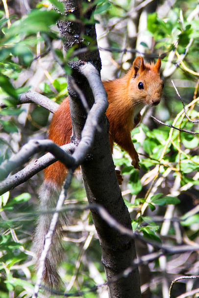Czerwona wiewiórka na drzewie w Parku Narodowym Ala Archa, Kirgistan, Azja Środkowa - Zdjęcie, obraz