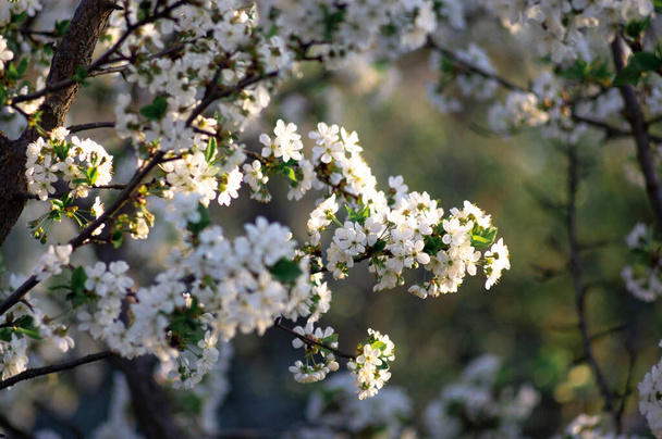 Çiçek açan kayısı makrosu dalları hafif açık mavi gökyüzü arka planına odaklanmış. Paskalya ve bahar tebrik kartları için doğanın soyut arkaplan çiçekli güzel bahar kartları - Fotoğraf, Görsel