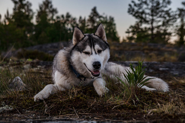 Siberian husky dog lies on the grass. funny face - 写真・画像