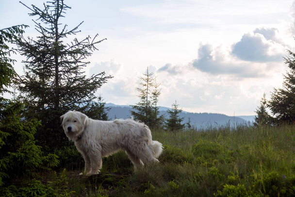 Ένα κατσαρομάλλικο άσπρο σκυλί στέκεται στο δάσος και τα βουνά τοπίο - Φωτογραφία, εικόνα