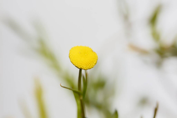 Makro fénykép egy sárgaréz gomb virág, Cotula coronopifolia, világos háttérrel.  - Fotó, kép
