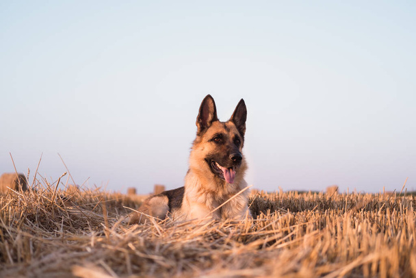 Un pastor alemán miente y posa en un campo de trigo. El perro pastor está acostado en un claro y descansando. Un campo de trigo recién cortado con pilas redondas de paja
. - Foto, Imagen