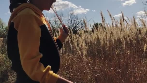 Young girl in the field cuts off or plucks dry grass or wheat spikes - Imágenes, Vídeo