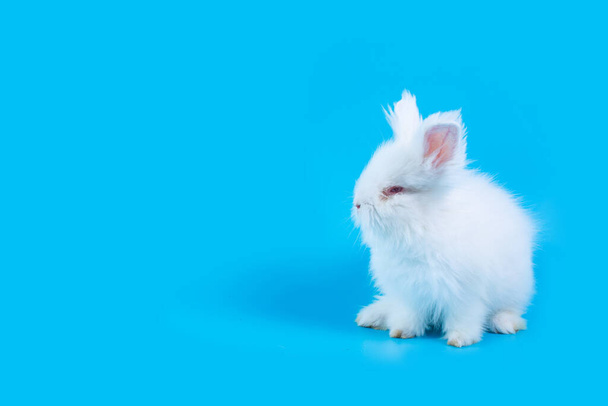Um coelho branco sobre um fundo azul claro
 - Foto, Imagem