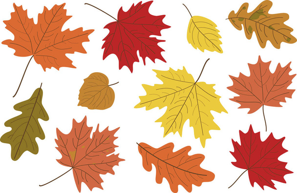 Vektor-Illustration, eine Reihe von leuchtend realistischen Herbstblättern. Der Herbst hinterlässt Spuren. Blätter von Ahorn, Linde, Eiche und Pappel. - Vektor, Bild