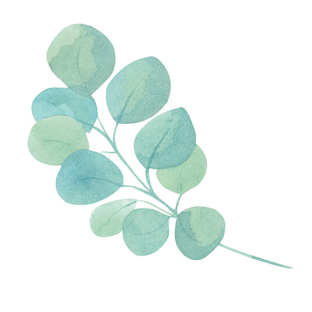 Akwarelowa ilustracja zielonej gałęzi eukaliptusa z liśćmi. Ręcznie malowana kompozycja flory na zaproszenia ślubne, kartki okolicznościowe, przyjęcia urodzinowe, dekoracje, ścienne - Zdjęcie, obraz
