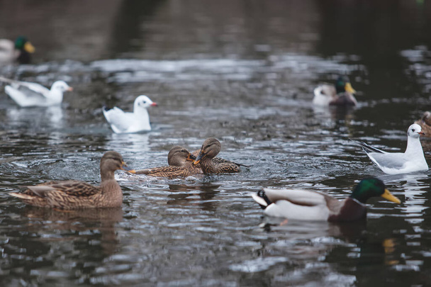 beautiful wild ducks swimming in the pond - Foto, Imagen