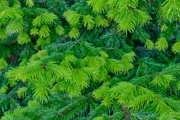Texture of spruce branches with light green shoots as a background Close up - Photo, Image