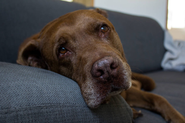 Portrét dospělého smíšeného psa ležícího na gauči. Starší fotka psa.  - Fotografie, Obrázek