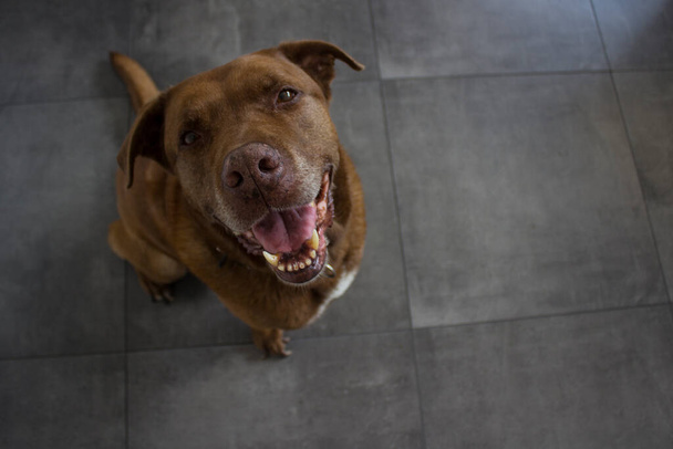 Portrét dospělého smíšeného chlebově hnědého psa dívajícího se do kamery a usmívajícího se. Starší fotka psa.  - Fotografie, Obrázek