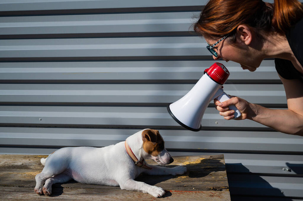 A woman yells at a lying dog through a megaphone. The girl brings up a puppy Jack Russell Terrier and swears at it with a loudspeaker. Dog handler is training a pet. - Foto, Imagen