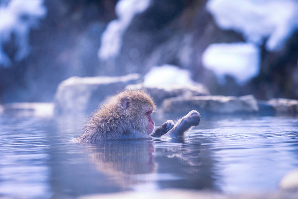 Viaggia in Asia. Scimmia dalle guance rosse. Durante l'inverno, è possibile vedere scimmie ammollo in una primavera calda a Hakodate è popolare primavera calda. Le scimmie delle nevi si immergono in Giappone. - Foto, immagini