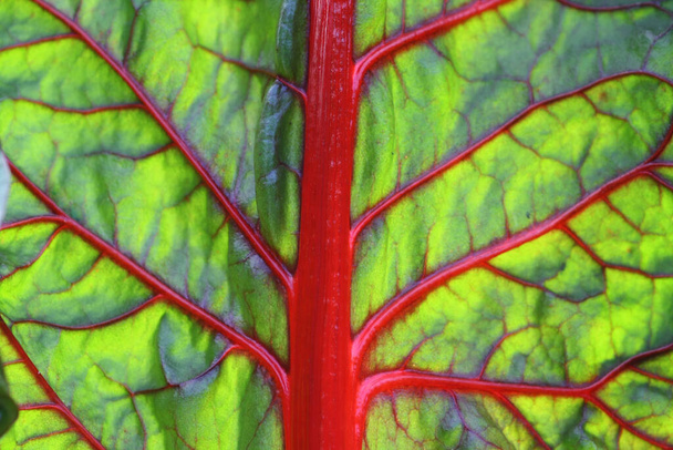 Transparent bright green beetroot leaf - abstract background - Valokuva, kuva