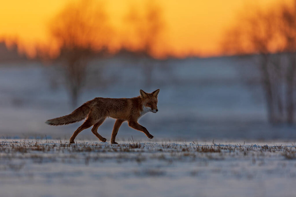 червона лисиця (вульпи) біжить рано вранці через снігове поле
 - Фото, зображення