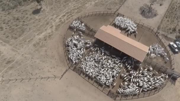 Vue avec drone corral avec de nombreuses têtes de bétail. - Séquence, vidéo