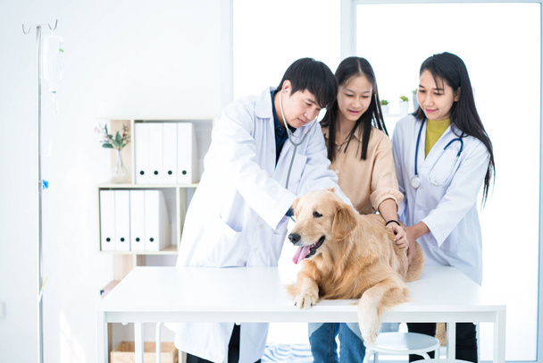 Eläinlääkärit ja koiranomistajat tarkistavat kultaisen noutajan koiran terveyttä. - Valokuva, kuva