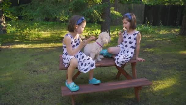 dos hermosas chicas están comiendo helado en un banco en el bosque de verano
 - Metraje, vídeo