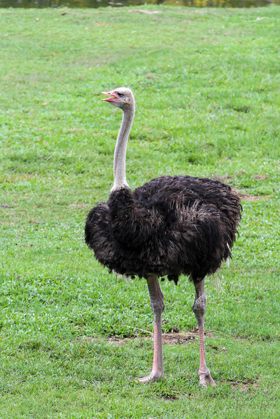 De cerca avestruz es de pie en el jardín en Tailandia - Foto, Imagen