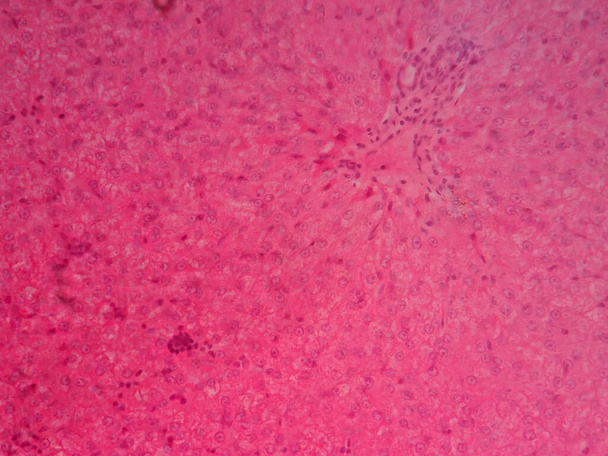Mikroskop altında insan karaciğer dokusu - Fotoğraf, Görsel