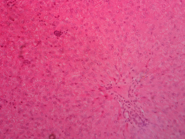 Human liver tissue under microscope view - Photo, Image