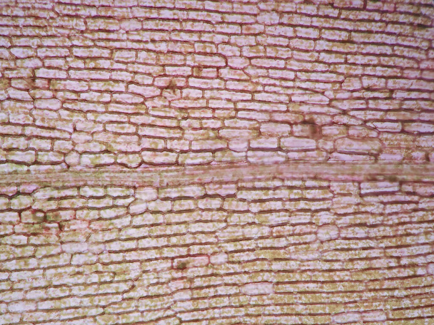 Vesikasvien solu mikroskooppikatselussa - Valokuva, kuva