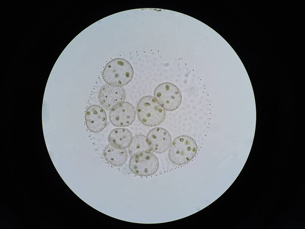 Volvox - это полифилетический род хлорофитных зеленых водорослей или фитопланктона. - Фото, изображение