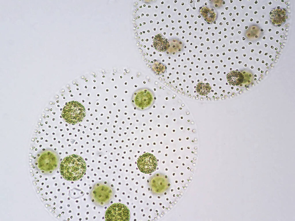 Volvox es un género polifilético de algas verdes clorofitas o fitoplancton que viven en una variedad de hábitats de agua dulce y marinos. - Foto, imagen