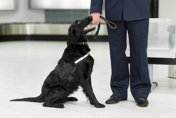 Kép egy fekete kutyáról, aki drogot észlel a reptéren a vámőr közelében. - Fotó, kép