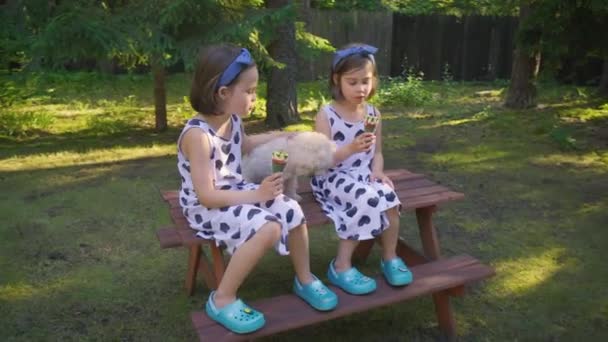 dwie piękne dziewczyny jedzą lody na ławce w letnim lesie - Materiał filmowy, wideo